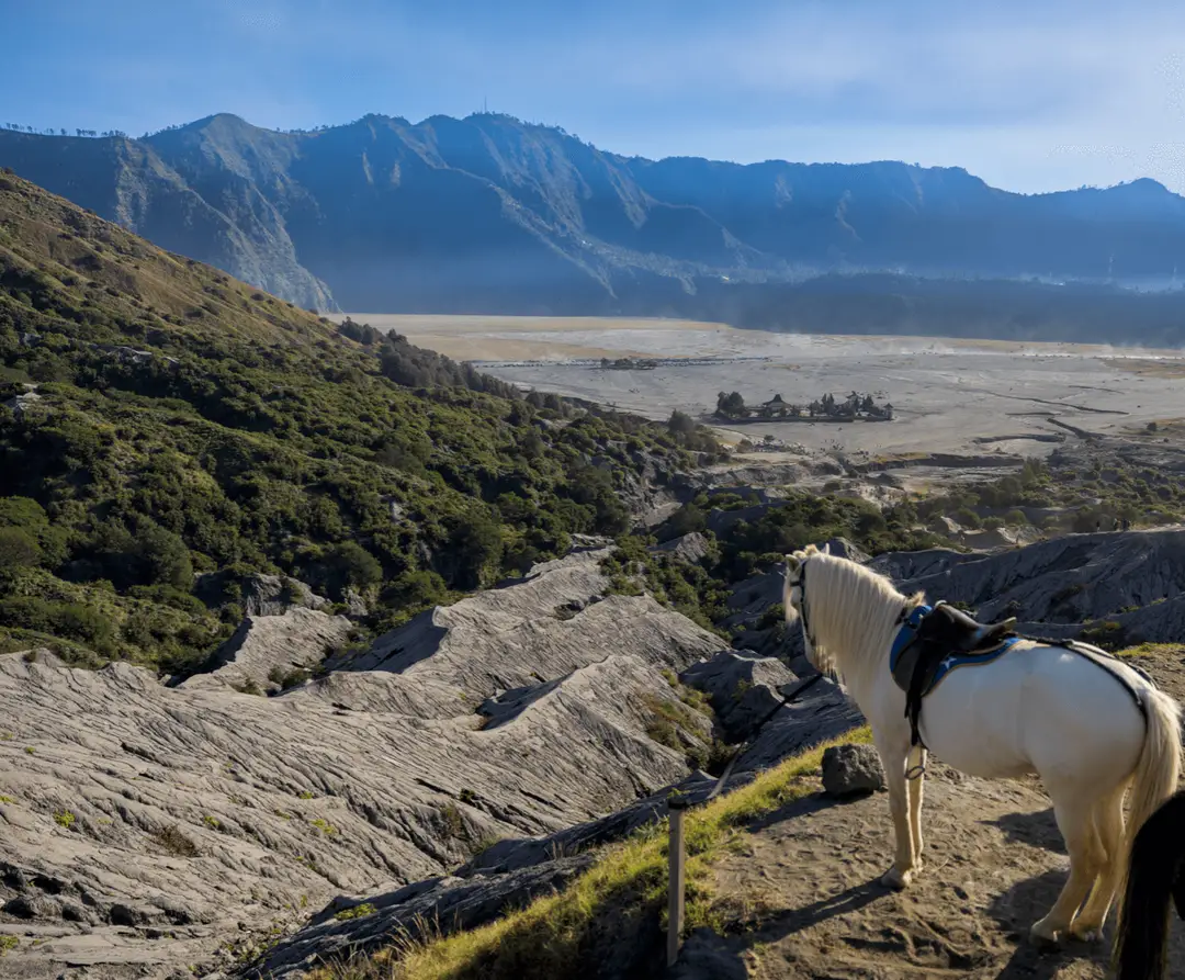 Voyage en Indonésie - cheval permettant l'ascension du cratère du Mont Bromo
