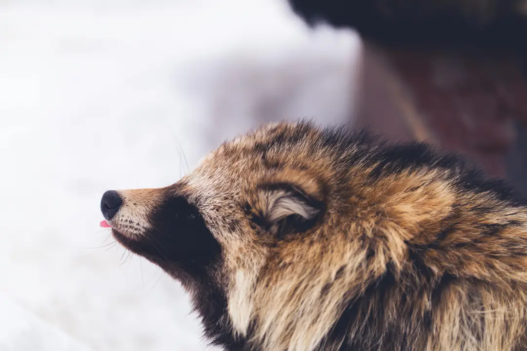 Tanuki au Japon