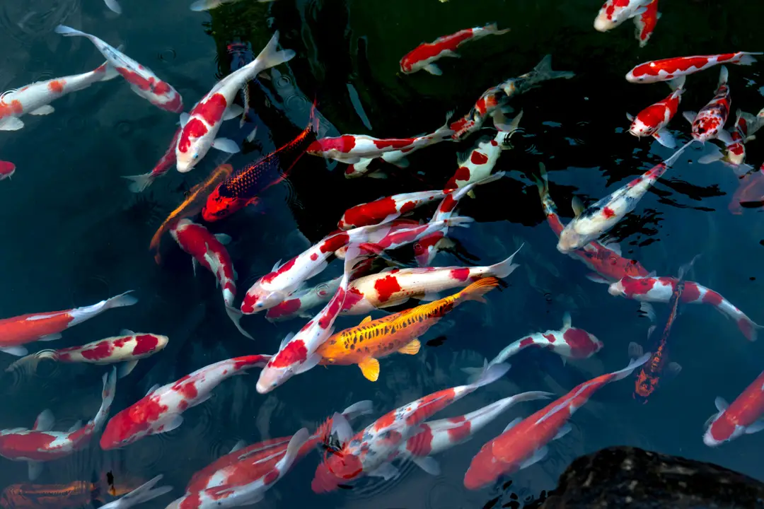 Carpe Koi Japon