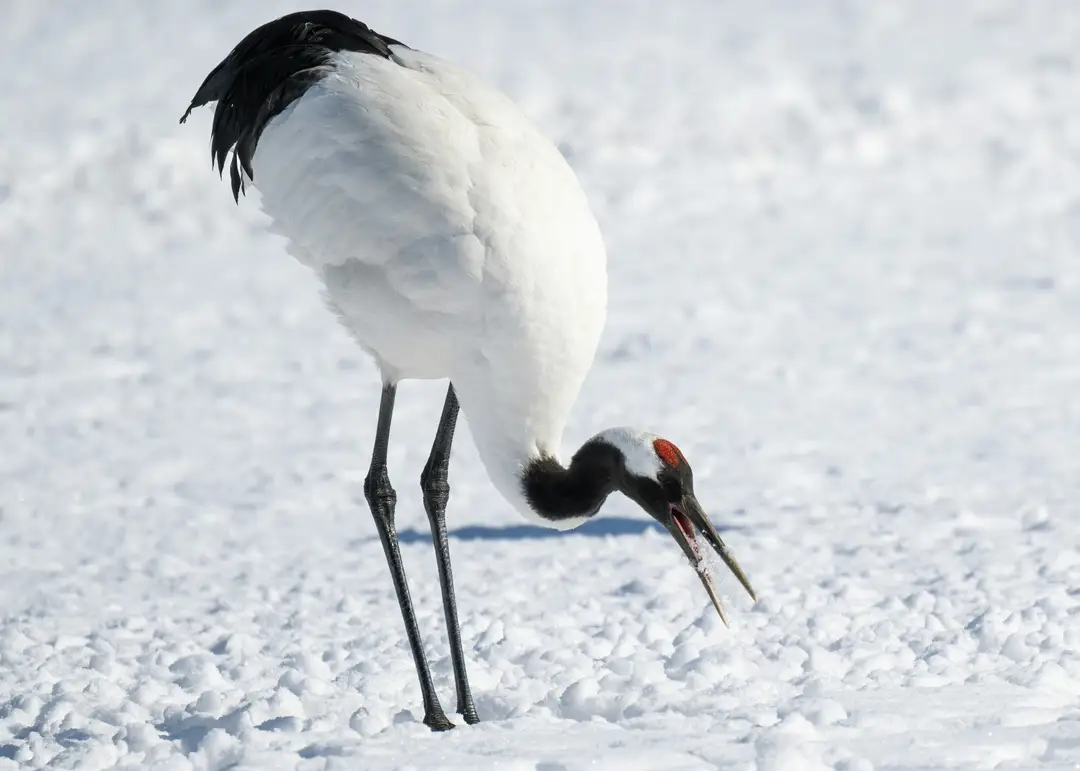 Grue du Japon