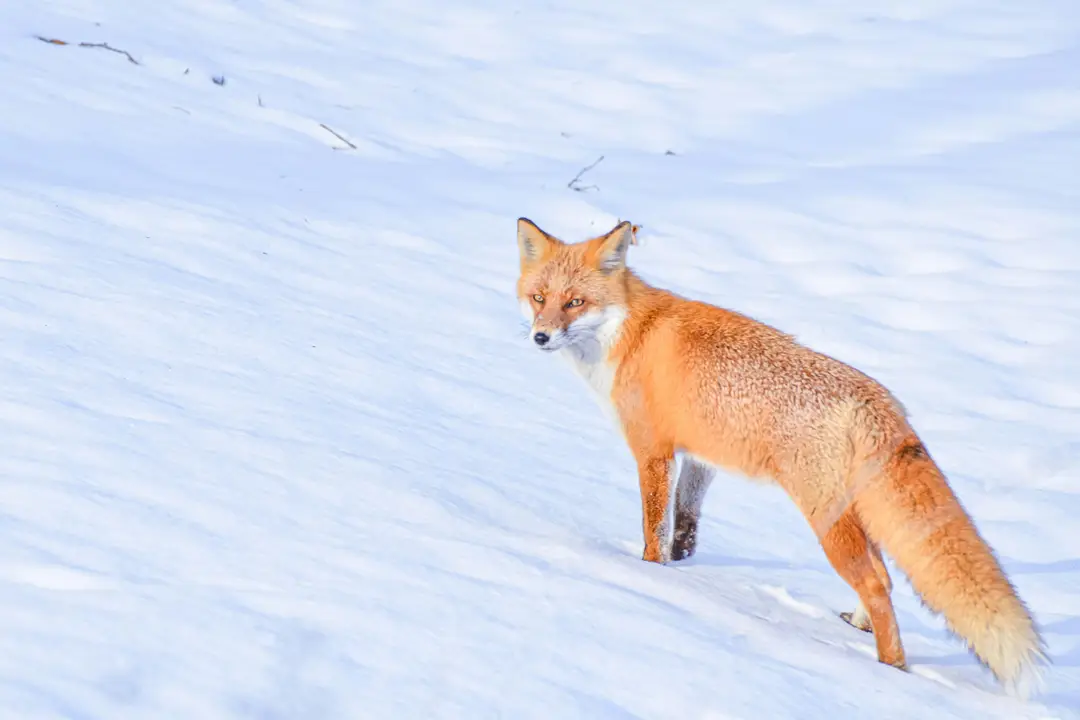 Renard/Kitsune au Japon