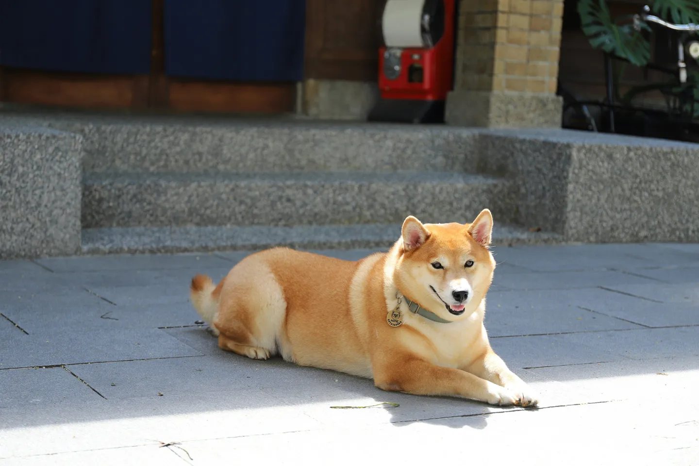 Shiba Inu