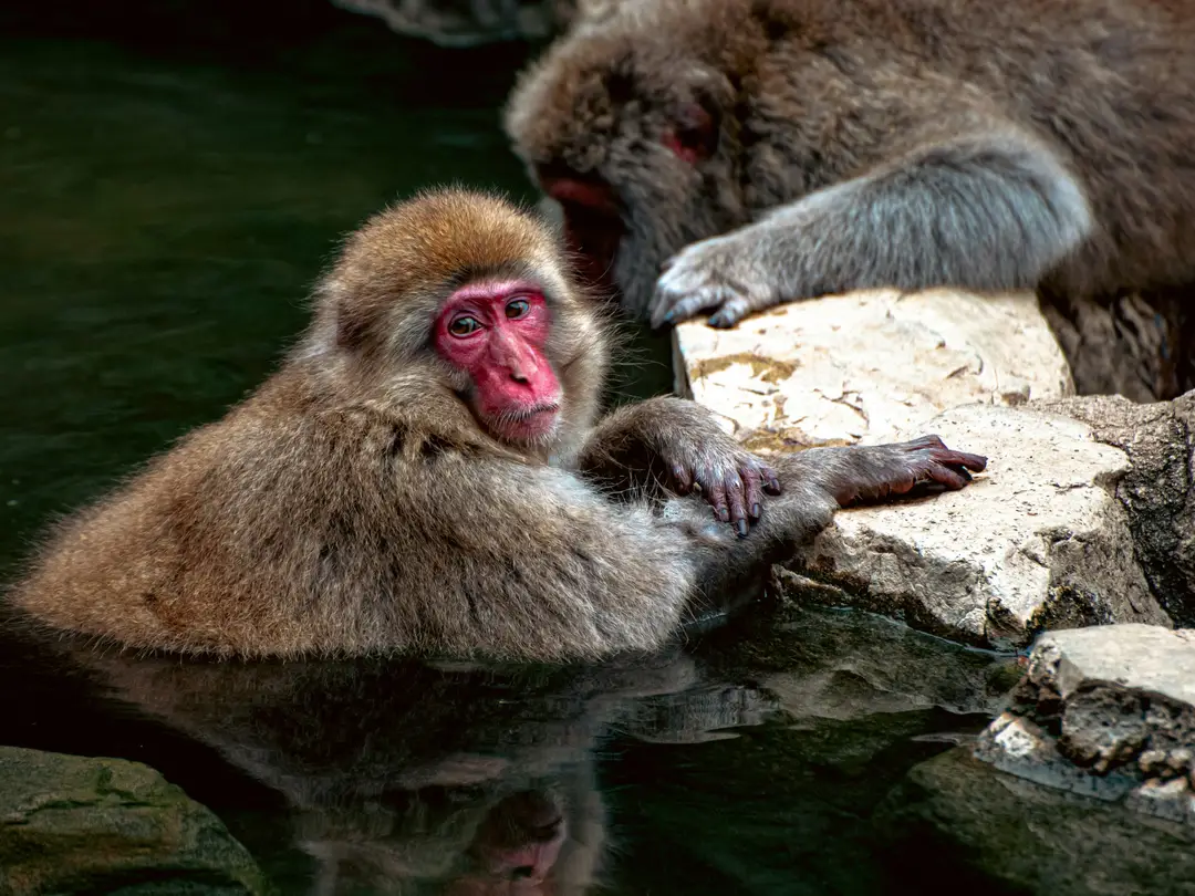 Singe des Neiges au Japon