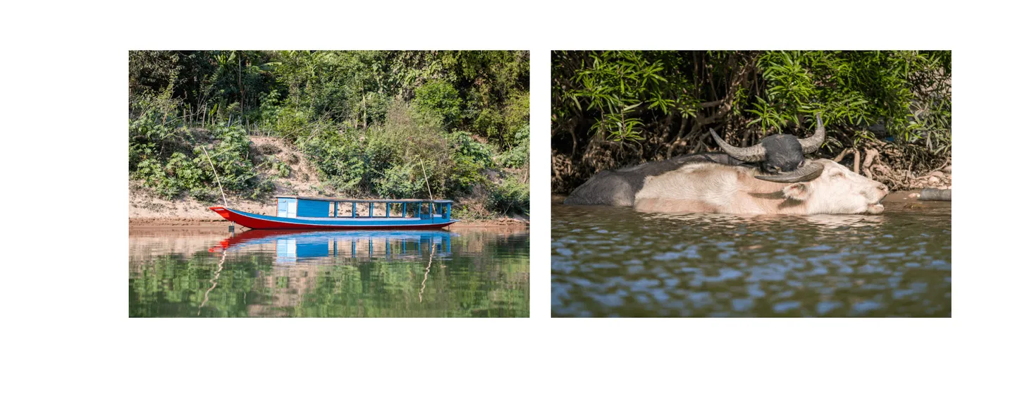 Voyage au Laos - Bateau et buffles d'eau se baignant dans la rivière lors du trajet vers le nord du Laos