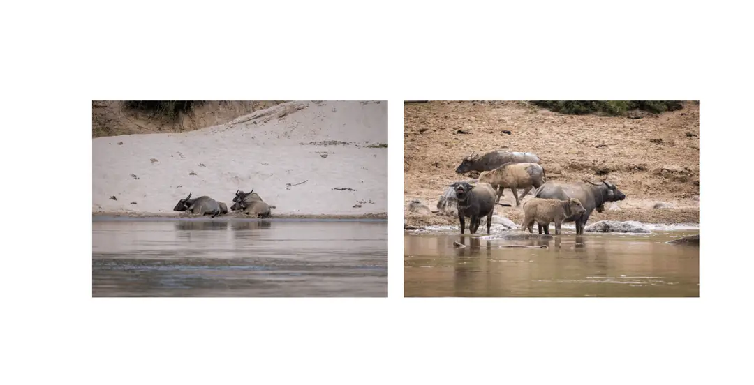 Voyage au Laos - buffles d'eau se reposant et se baignant dans les eaux peu profondes du Mékong