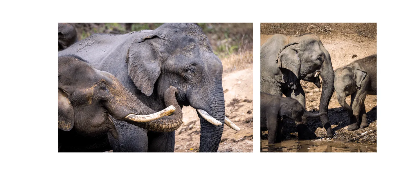 Elephant Conservation Center (ECC), sanctuaire éthique accessible depuis Luang Prabang Voyage au Laos - Elephant Conservation Center (ECC), sanctuaire éthique accessible depuis Luang Prabang
