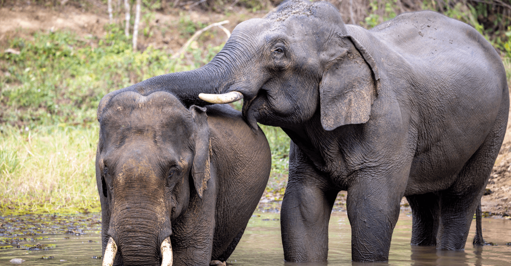 Voyage au Laos - Deux éléphants d'Asie de l'Elephant Conservation Center (ECC) au Laos s'amusent ensemble dans l'eau