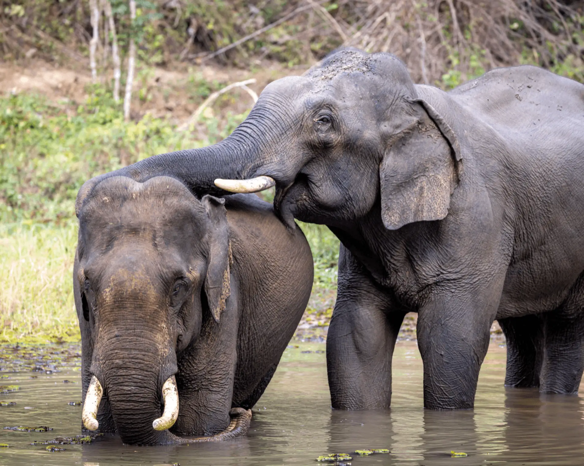 Voyage au Laos - Deux éléphants d'Asie de l'Elephant Conservation Center (ECC) au Laos s'amusent ensemble dans l'eau
