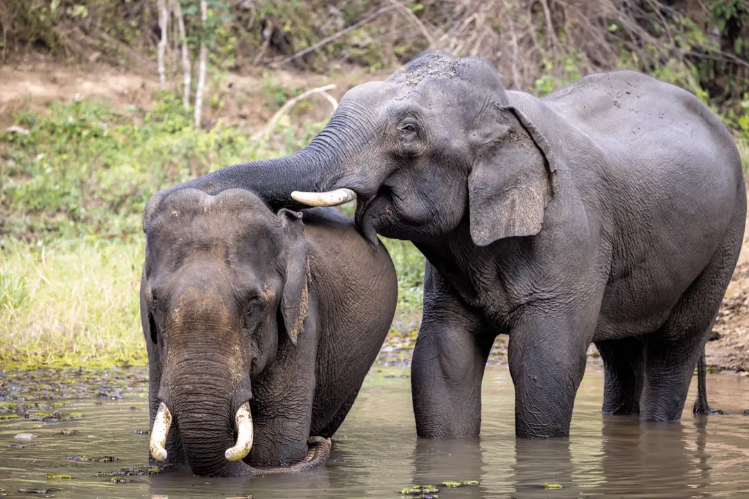 Voyage au Laos - Deux éléphants d'Asie de l'Elephant Conservation Center au Laos s'amusent ensemble dans l'eau