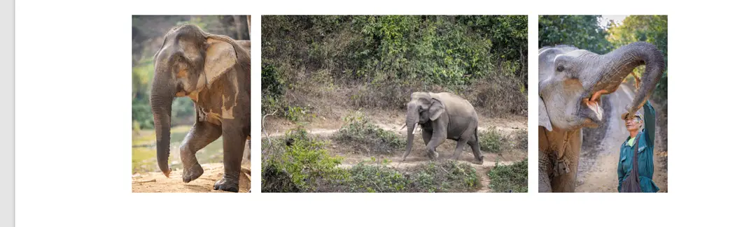Voyage au Laos - A l'ECC, les mahouts sont présents pour prendre soin des éléphants qui évoluent dans leur cadre naturel