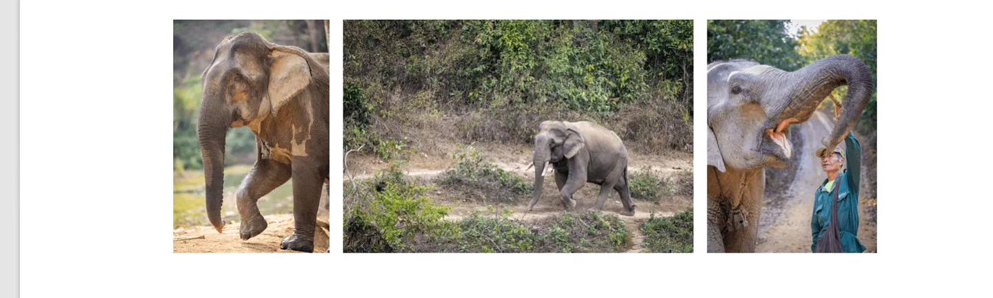 Voyage au Laos - A l'ECC, les mahouts sont présents pour prendre soin des éléphants qui évoluent dans leur cadre naturel
