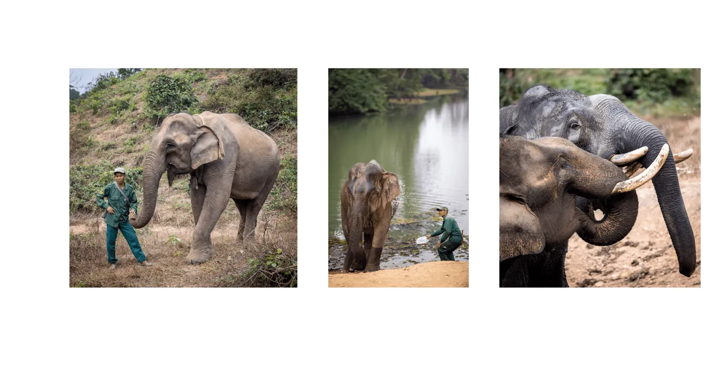 Voyage au Laos - mahouts, qui sont gardiens et dresseurs, prenant soin de leurs éléphants