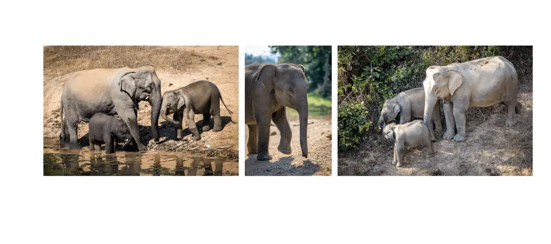voyage-laos-ecc-nurserie-jeunes-elephants-comportements-sociaux-shanti-travel.jpg