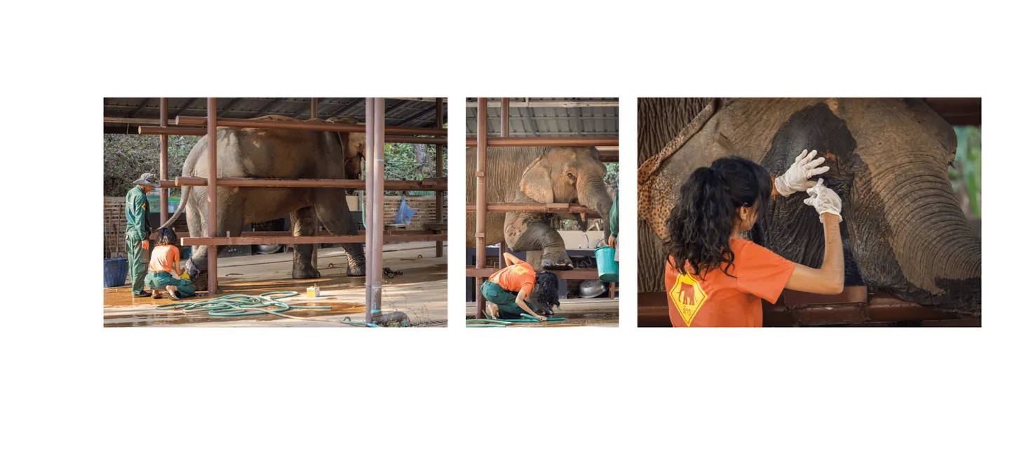 Voyage au Laos - hôpital dédié aux éléphants du Laos opérant 24h/24 au sein de l’ECC