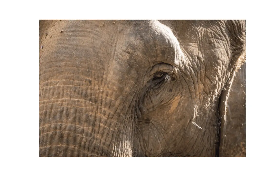 Voyage au Laos - Gros plan sur un oeil d'éléphant de l'ECC, au Laos
