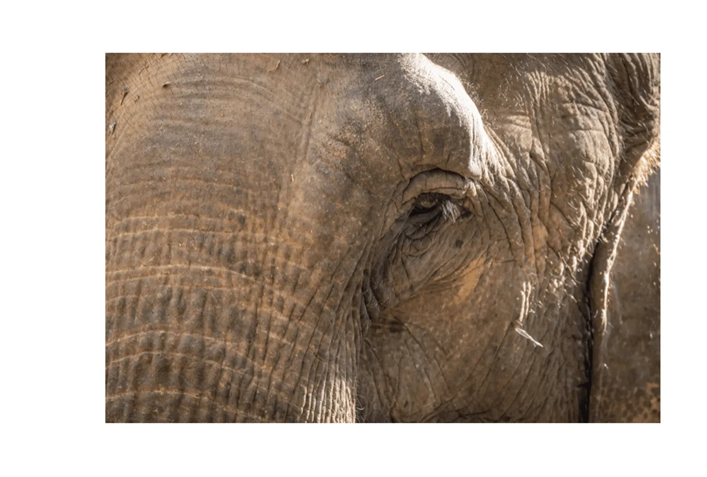 Voyage au Laos - Gros plan sur un oeil d'éléphant de l'ECC, au Laos