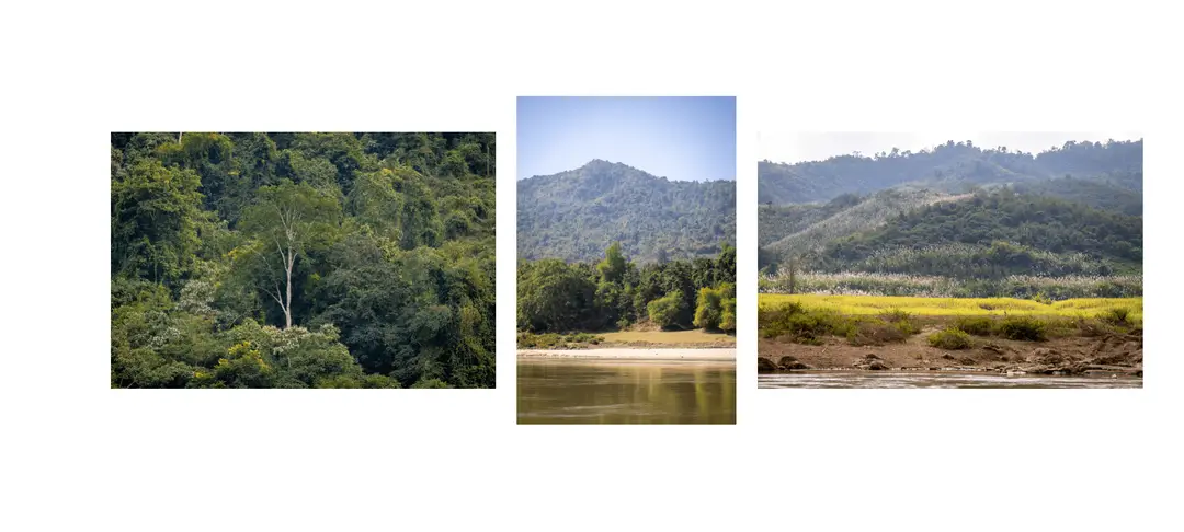 Voyage au Laos - jungle dense descendant jusqu'au fleuve Mékong durant la croisière