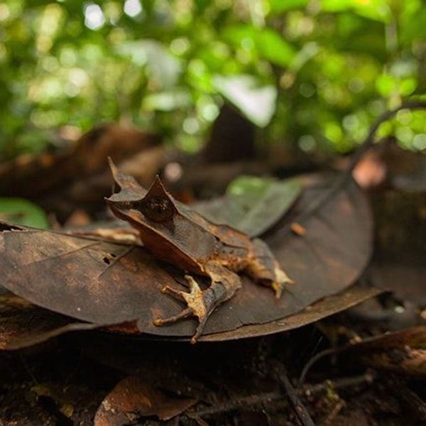 voyage-malaisie-trekking-kinabalu-trusmadi-j10