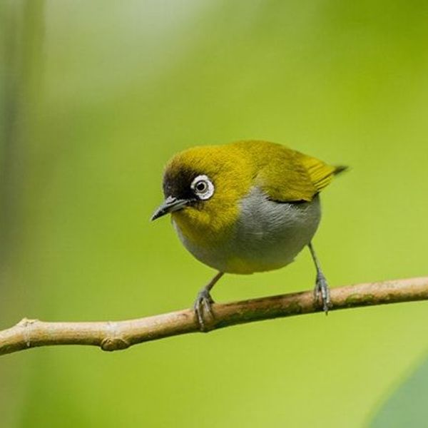 voyage-malaisie-trekking-kinabalu-trusmadi-j6