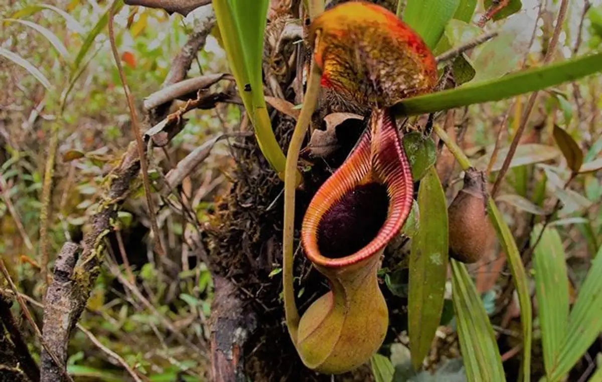 voyage-malaisie-trekking-kinabalu-trusmadi-j9