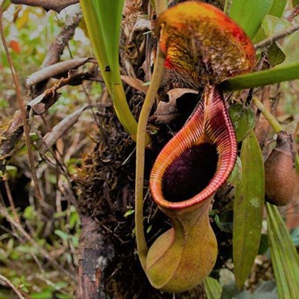 voyage-malaisie-trekking-kinabalu-trusmadi-j9