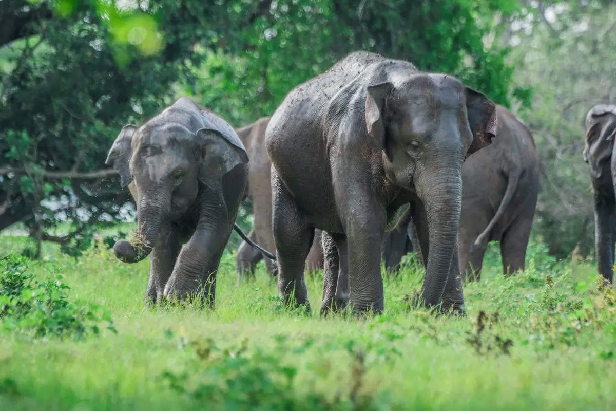 safari en famille a Minneriya au Sri Lanka