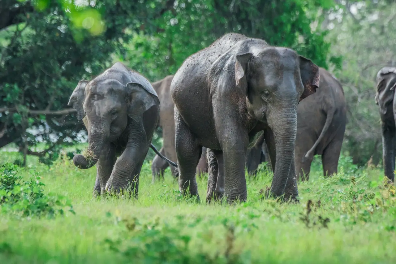 safari en famille a Minneriya au Sri Lanka