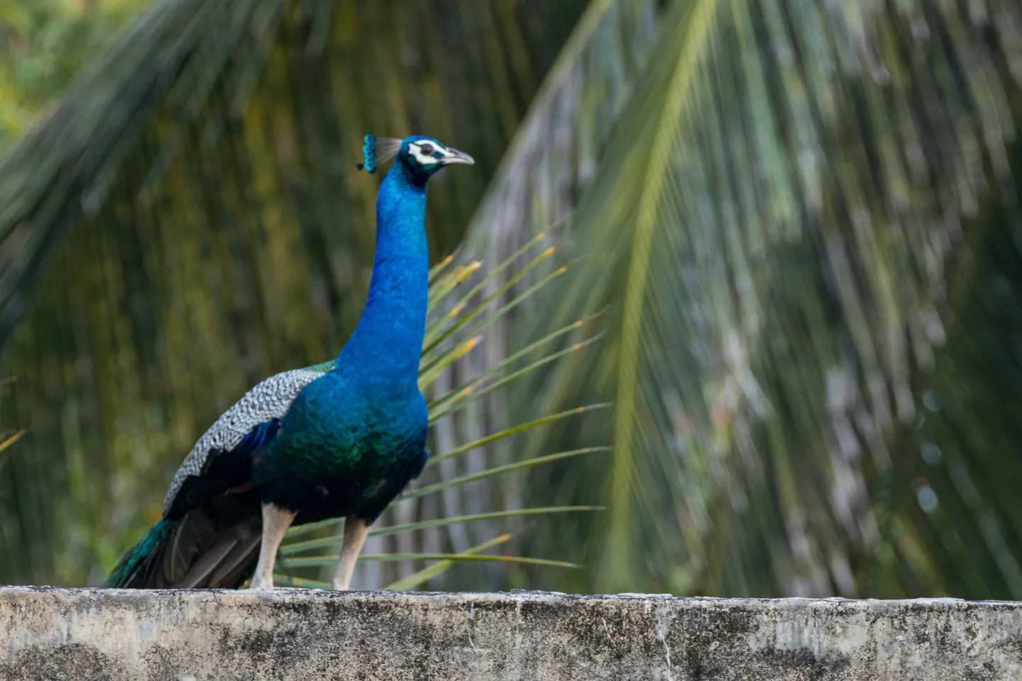 Paon bleu sauvage au Sri Lanka observé au lever du soleil dans son habitat naturel