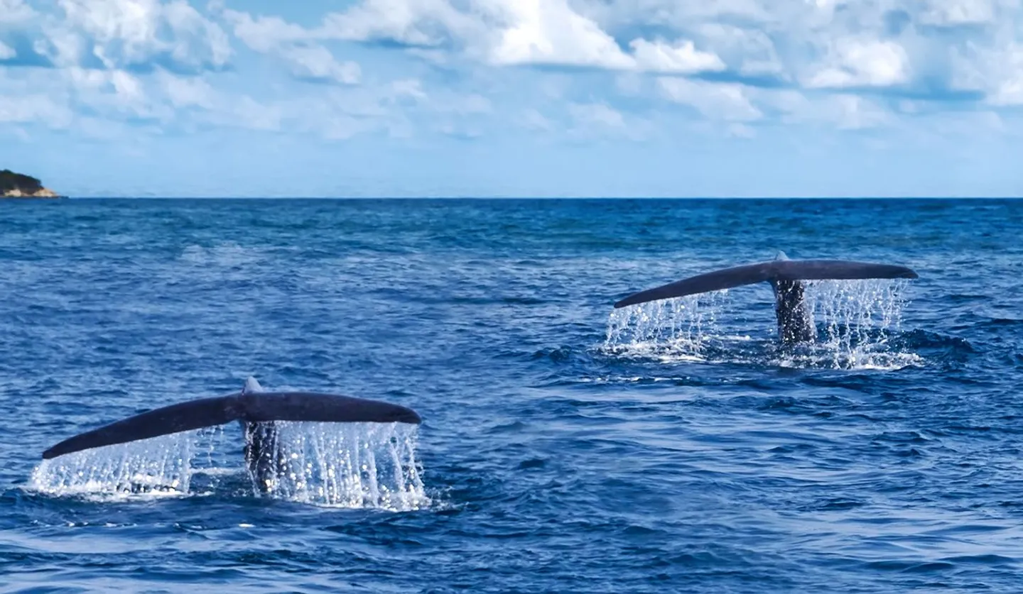 Voyage en Asie – baleine bleue observée au large du Sri Lanka