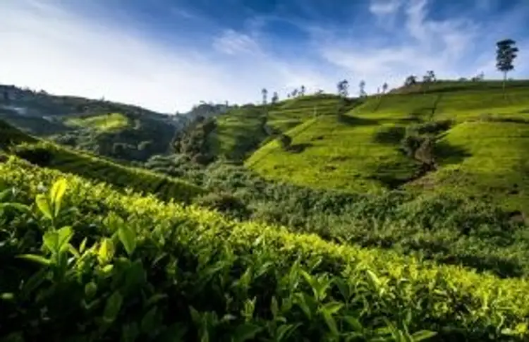 voyage-sri-lanka-en-famille-pays-elephant-j7