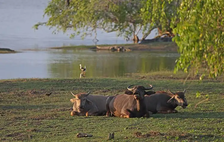 voyage-sri-lanka-en-famille-pays-elephant-j8