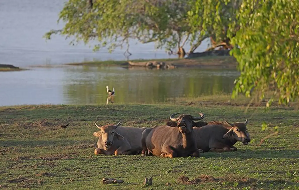 voyage-sri-lanka-en-famille-pays-elephant-j8