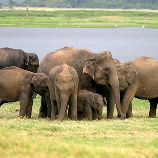 voyage-sri-lanka-inoubliable-emerveillement-quietude-j7