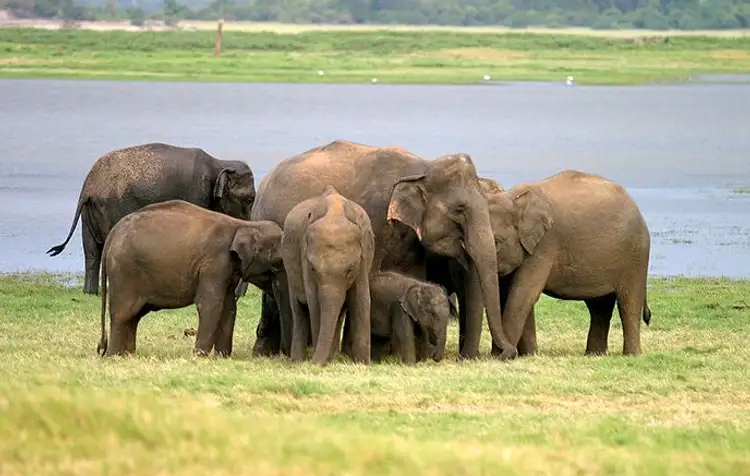 voyage-sri-lanka-inoubliable-emerveillement-quietude-j7