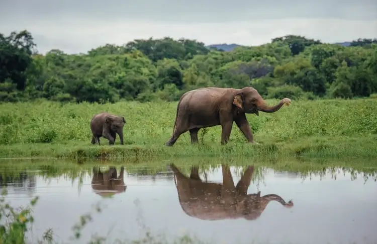 voyage-sri-lanka-rencontres-randonnées-nature-j10