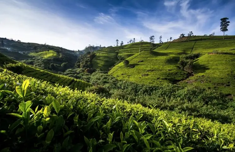 voyage-sri-lanka-rencontres-randonnées-nature-j9