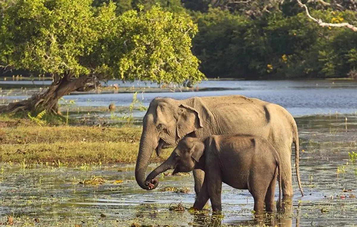 voyage-sri-lanka-sud-au-nord-j5