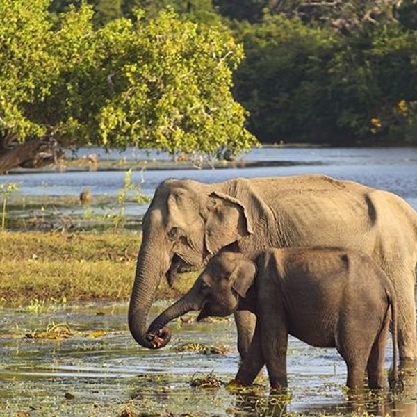 voyage-sri-lanka-sud-au-nord-j5