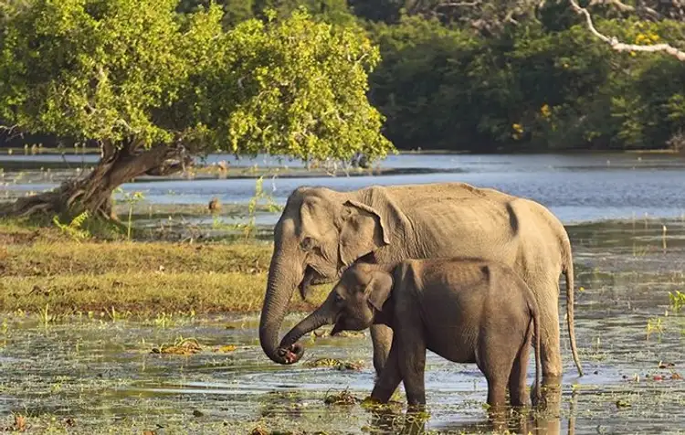 voyage-sri-lanka-sud-au-nord-j5