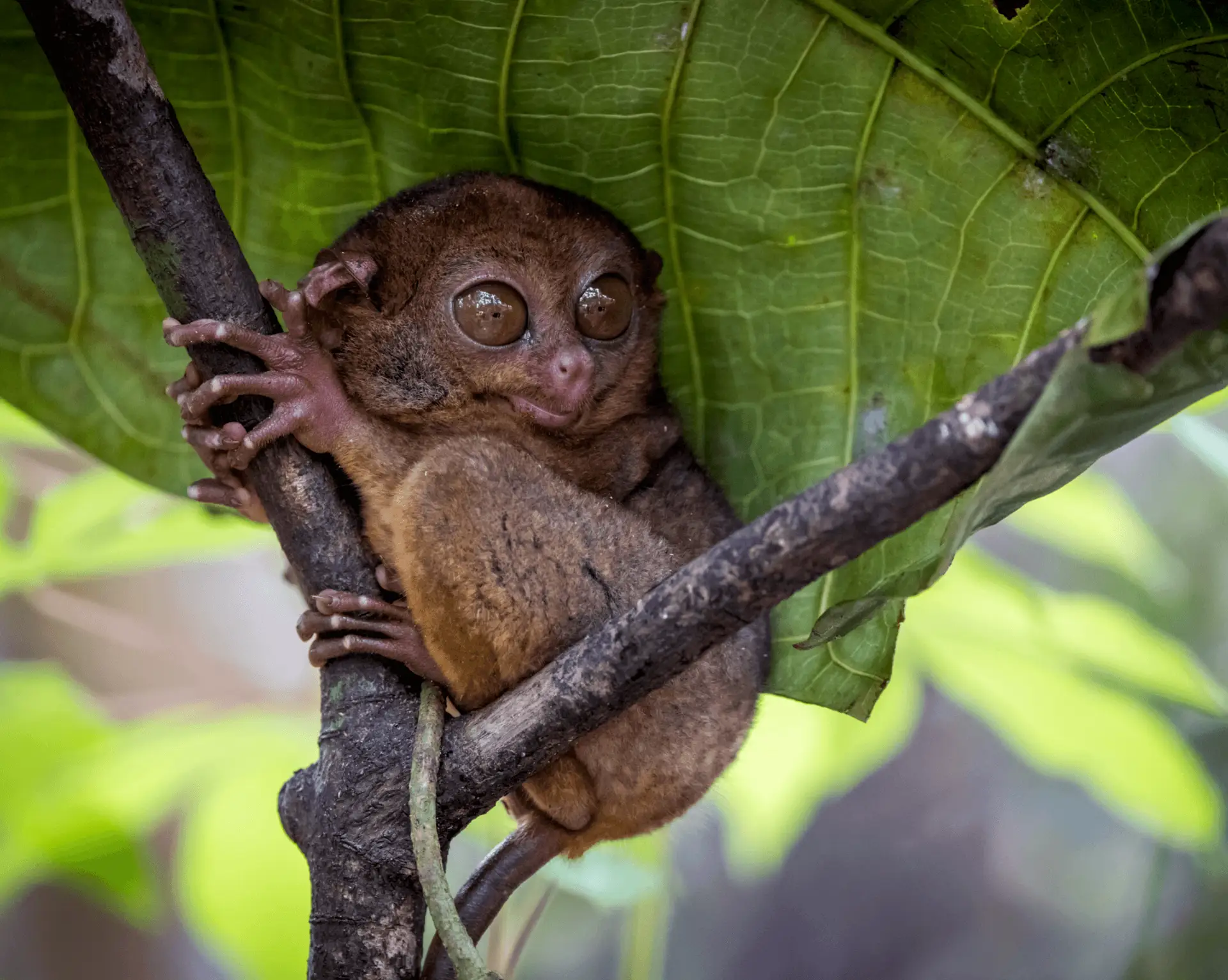 Voyage aux Philippines - les incroyables yeux du minuscule tarsier philippin