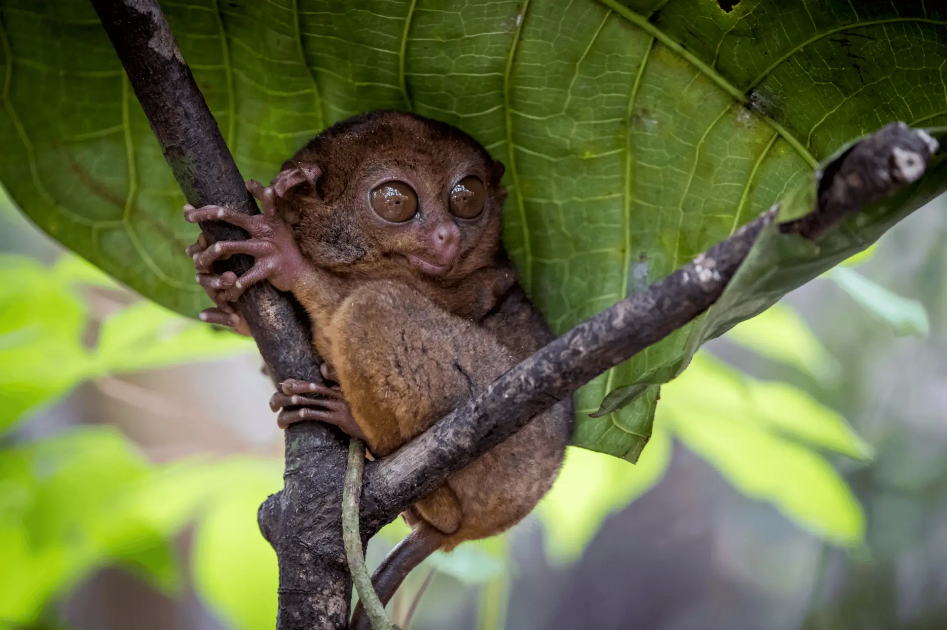 Voyage aux Philippines - les incroyables yeux du minuscule tarsier philippin