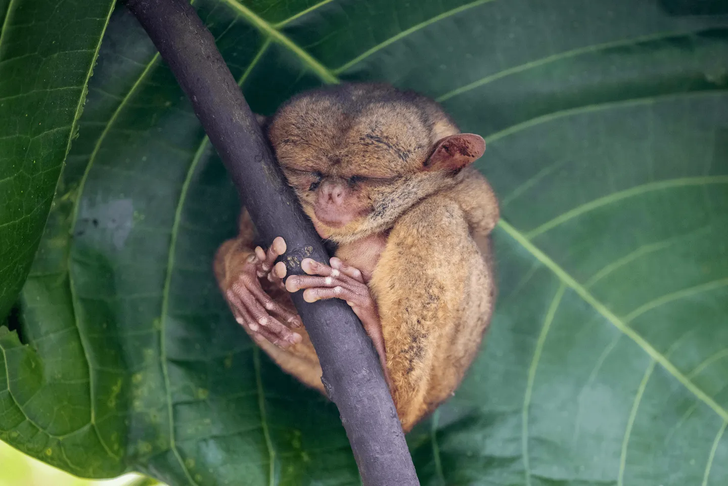 Voyage aux Philippines - tarsier philippin, qui dort accroché à une branche au Bohol Tarsier Conservation Area