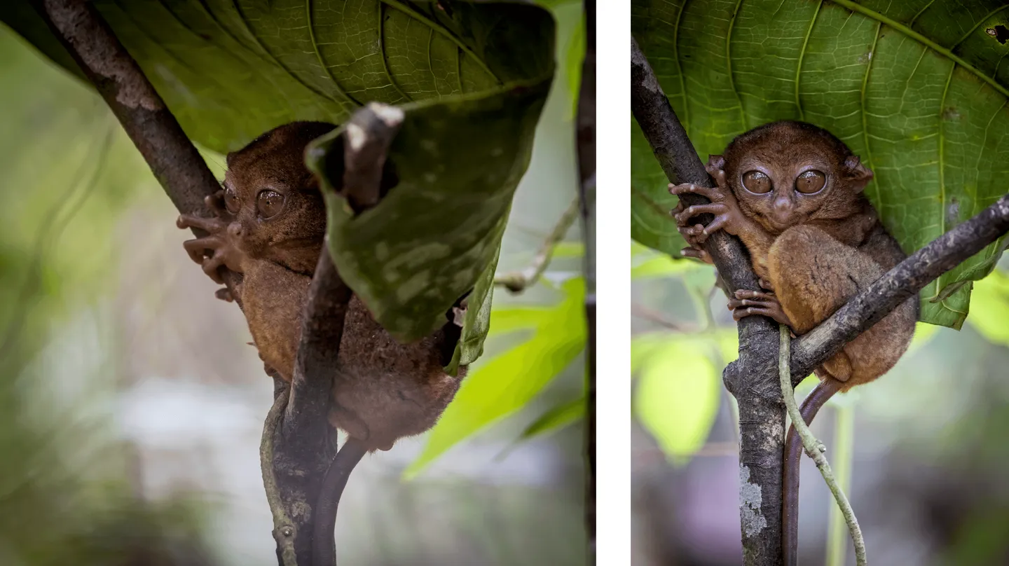 Voyage aux Philippines - gros plan sur les yeux immenses du tarsier de Bohol, l’un des plus petits primates au monde