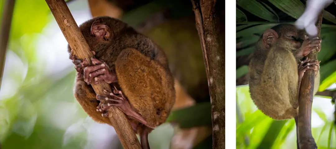 Trip to the Philippines - tarsiers in their natural habitat at the Bohol conservation sanctuary
