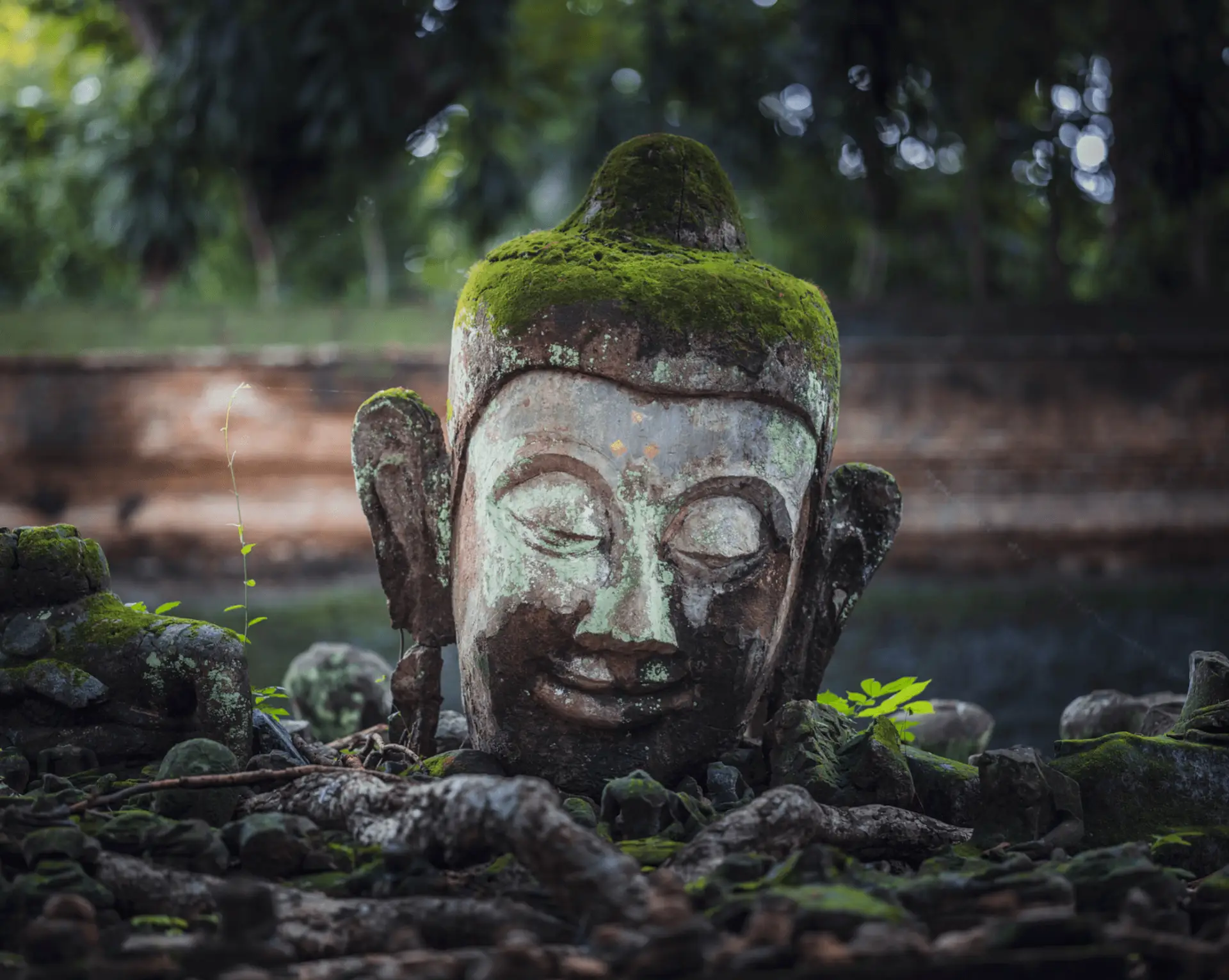 Voyage en Thaïlande - tête de Bouddha en pierre recouverte de mousse dans le jardin du Wat Umong à Chiang Mai