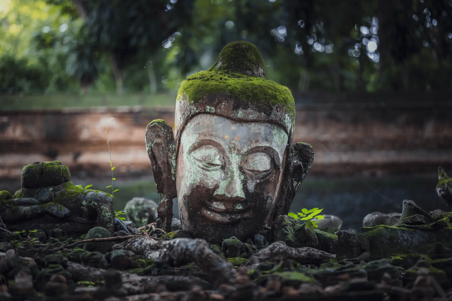 Voyage en Thaïlande - tête de Bouddha en pierre recouverte de mousse dans le jardin du Wat Umong à Chiang Mai