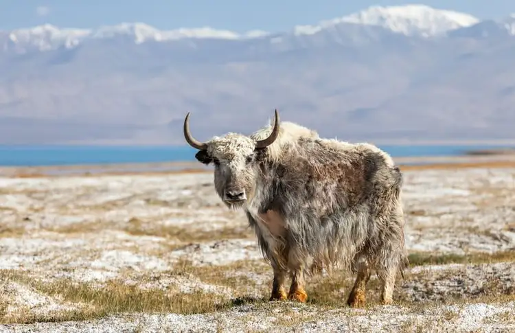 voyage-trek-au-tadjikistan-jour8