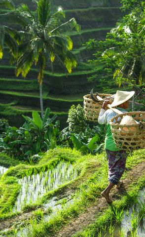 rice-terraces-ubud-Bali-Indonesia