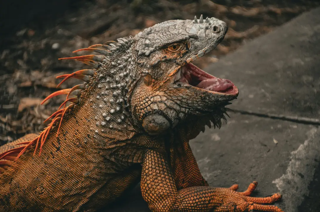 Iguane au Vietnam