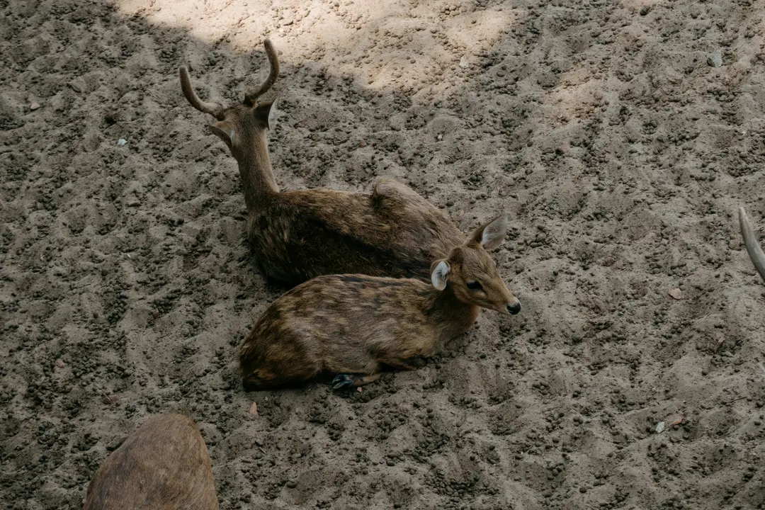 Animaux au Vietnam